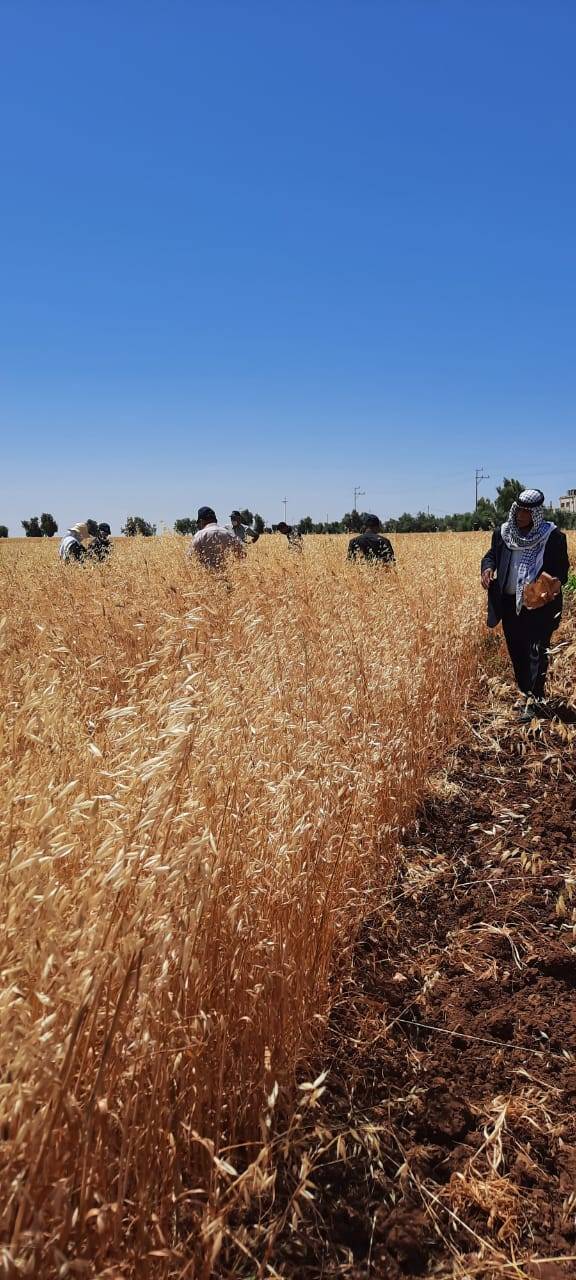  البحوث الزراعية ينظم ورشة لاختيار افضل سبل القمح والشعير