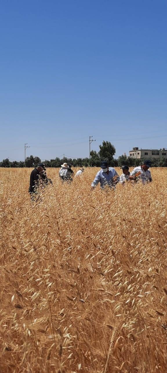  البحوث الزراعية ينظم ورشة لاختيار افضل سبل القمح والشعير