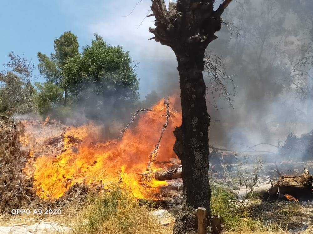 الدفاع المدني  يتعامل مع حريق اعشاب جافه بغابة جفين غرب اربد (صور) 