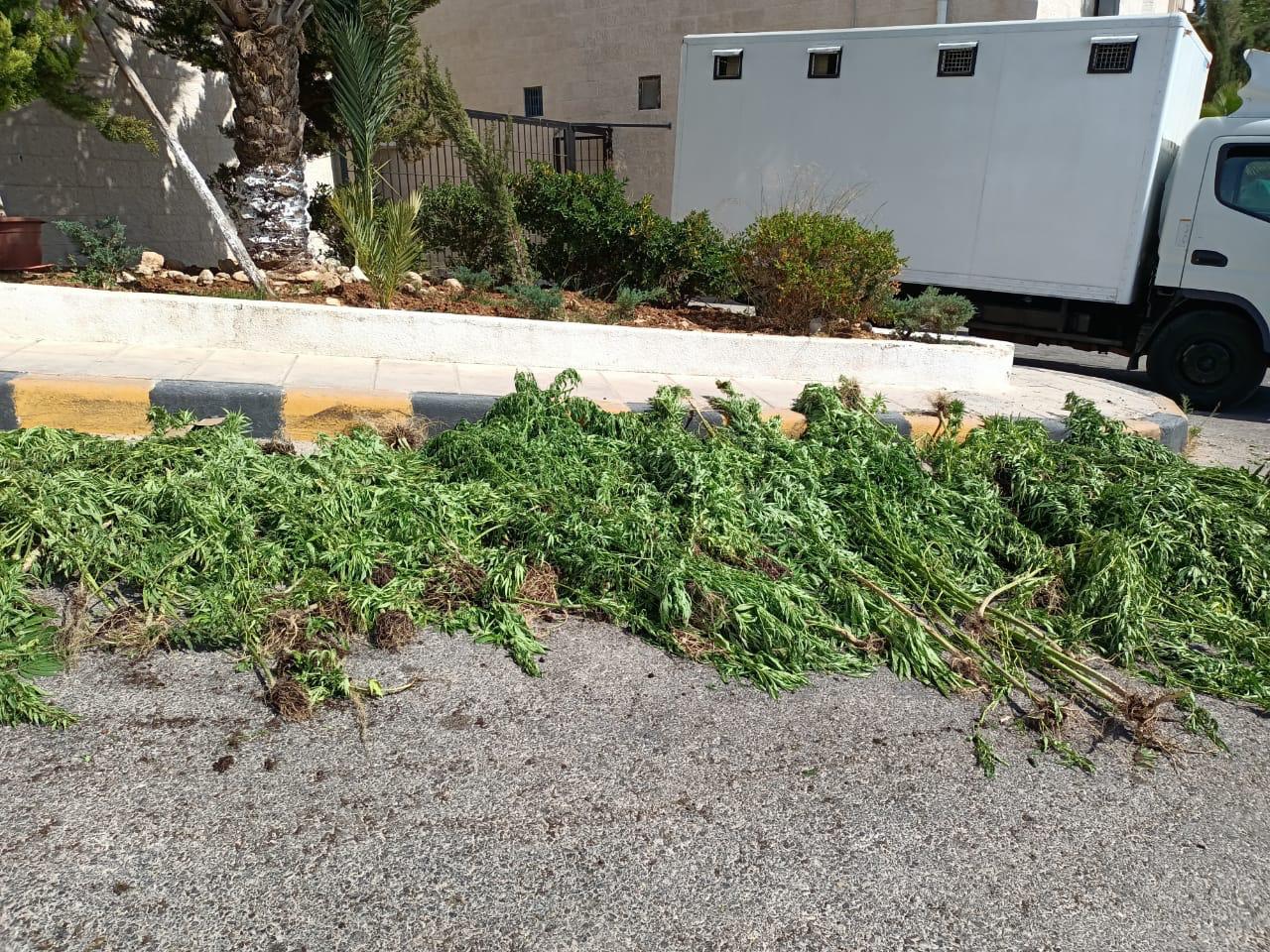 قوة أمنية تداهم وتلقي القبض على تاجر ومروج للمواد المخدرة غرب البلقاء