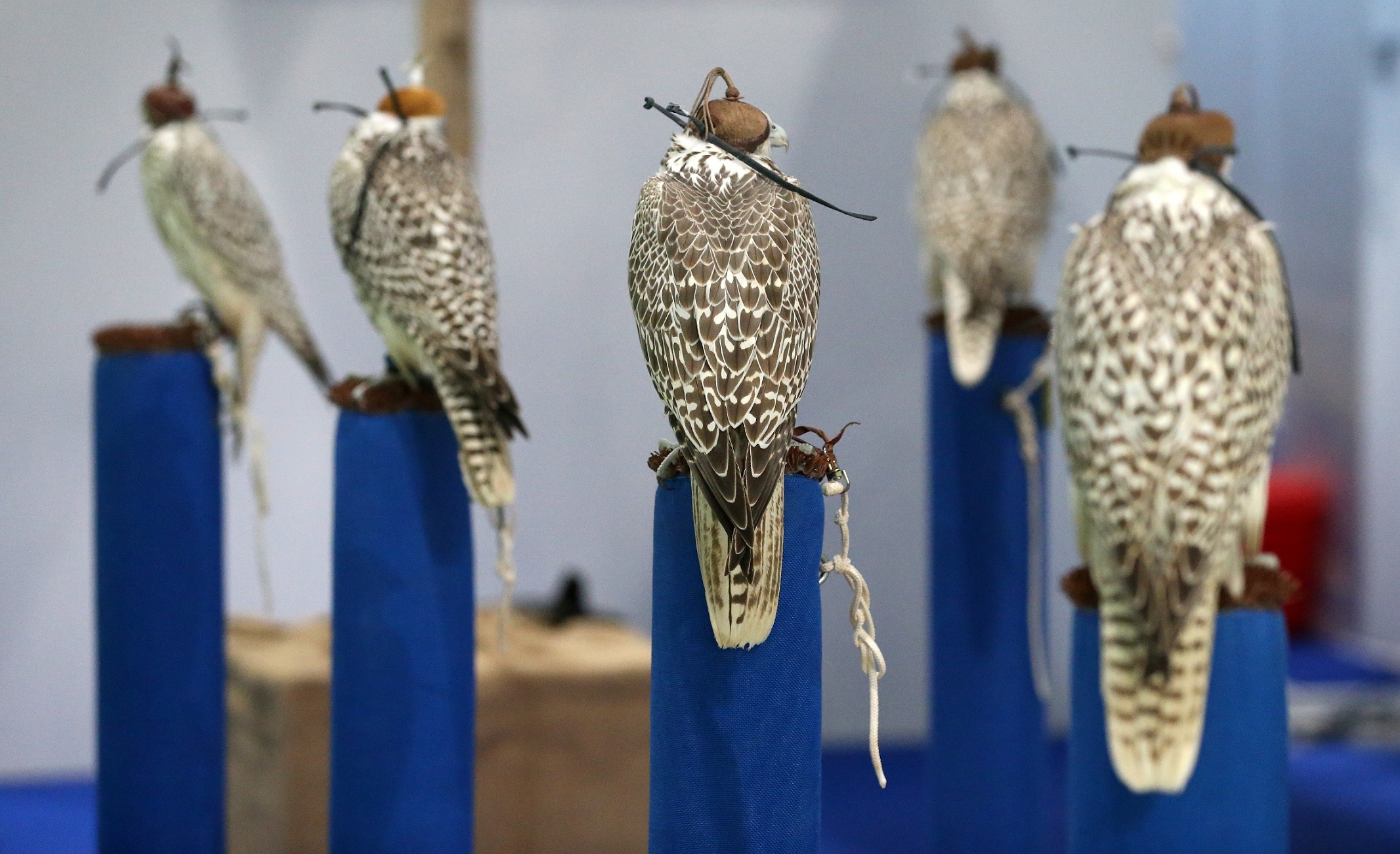    معرض أبوظبي للصيد يُعلن عن مُسابقة أجمل صقور العالم المُكاثرة في الأسر