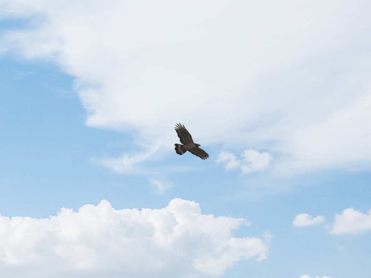 تسجيل طائر نادر جديد في محمية الأزرق المائية 