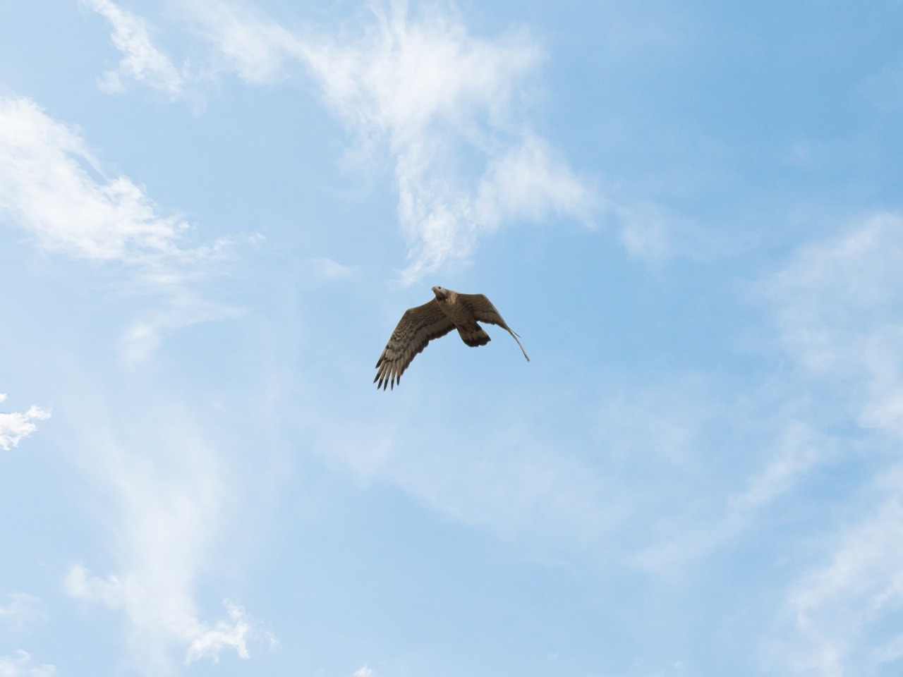 تسجيل طائر نادر جديد في محمية الأزرق المائية 