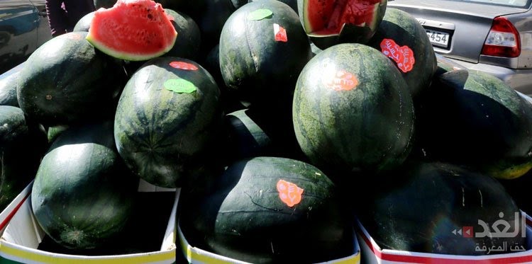 المهندسين الزراعيين : زراعات البطيخ المحلية سليمة و لا تؤثر على صحة المواطن