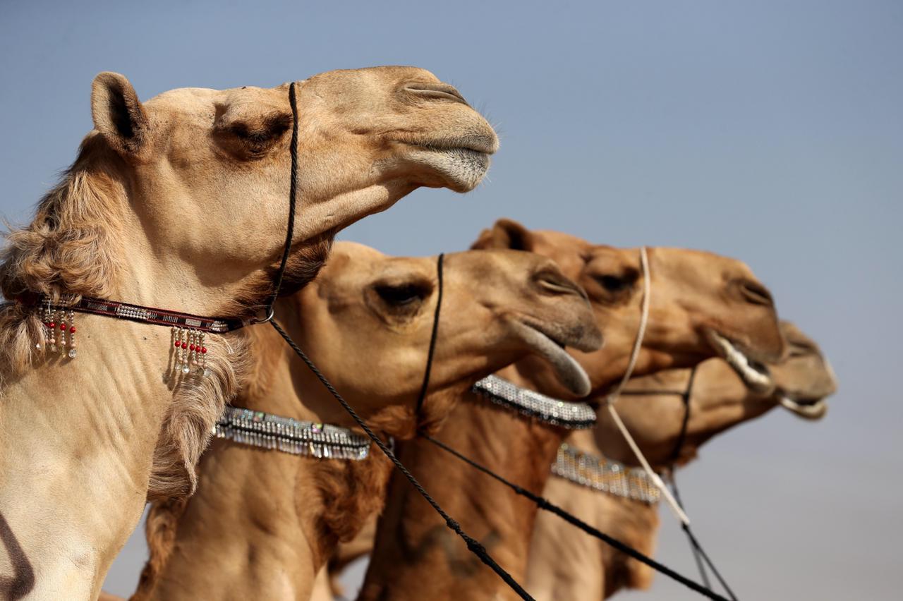 فارس خلف المزروعي .. الشيخ  زايد ارسى  قواعد الاهتمام في الابل
