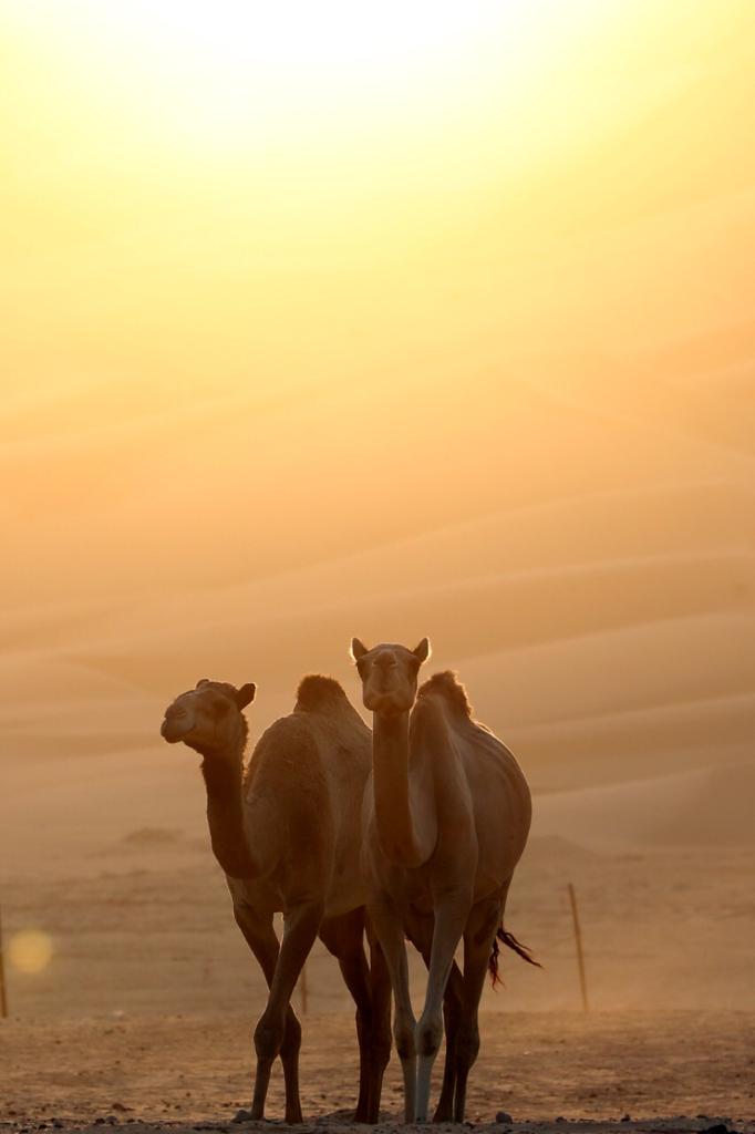 فارس خلف المزروعي .. الشيخ  زايد ارسى  قواعد الاهتمام في الابل
