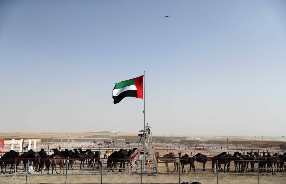 فارس خلف المزروعي .. الشيخ  زايد ارسى  قواعد الاهتمام في الابل