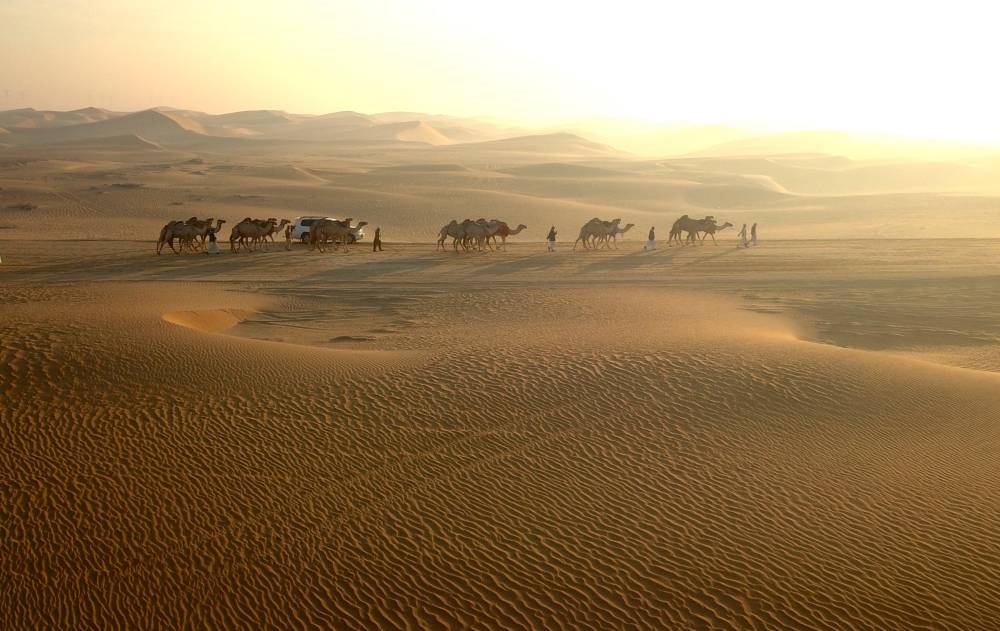 فارس خلف المزروعي .. الشيخ  زايد ارسى  قواعد الاهتمام في الابل