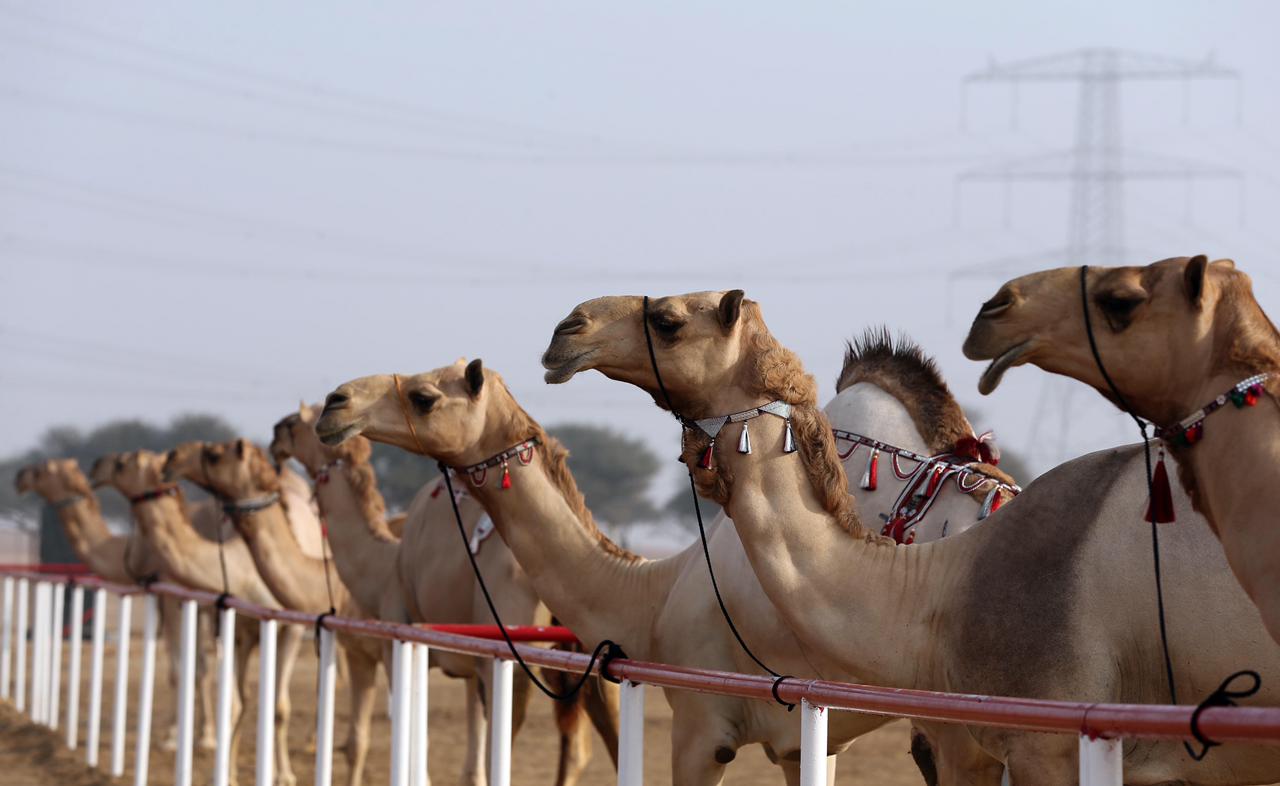 فارس خلف المزروعي .. الشيخ  زايد ارسى  قواعد الاهتمام في الابل