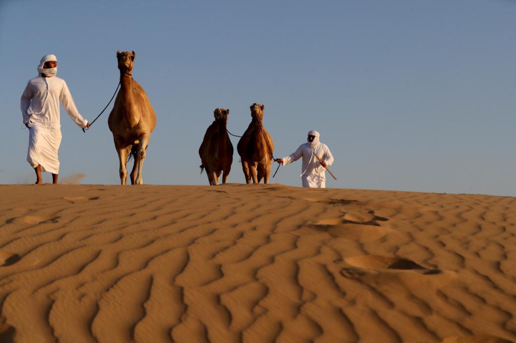 فارس خلف المزروعي .. الشيخ  زايد ارسى  قواعد الاهتمام في الابل