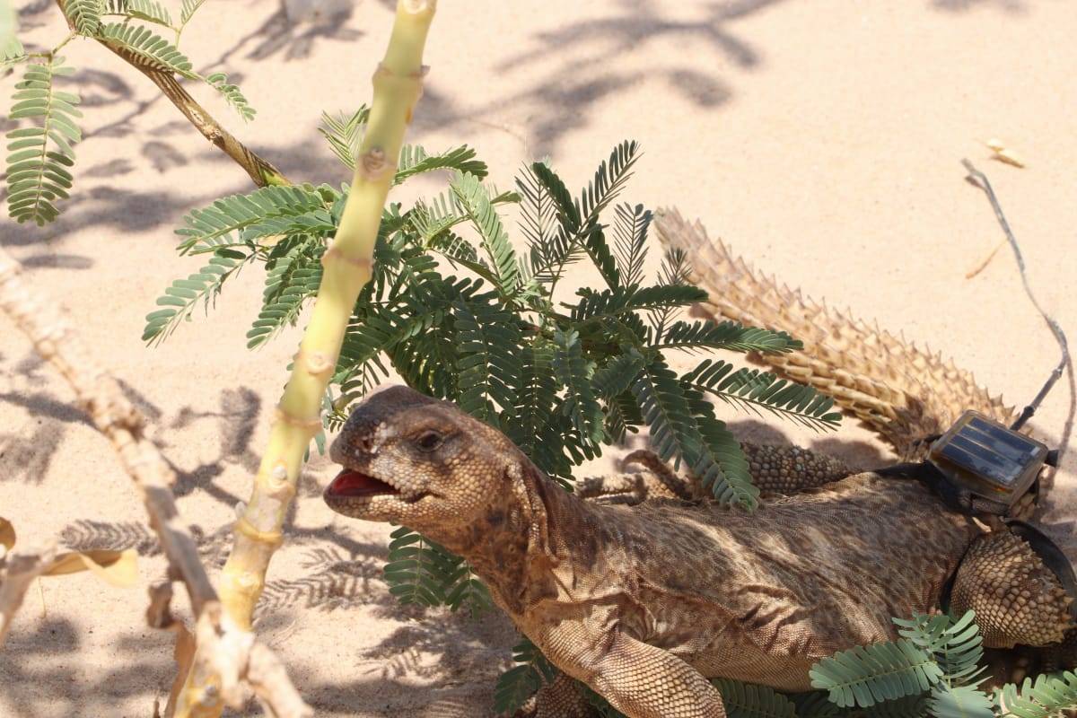  إطلاق أول جهاز تتبع لحيوان الضب في المملكة بمحمية فيفا الطبيعية الجمعية الملكية لحماية الطبيعة 