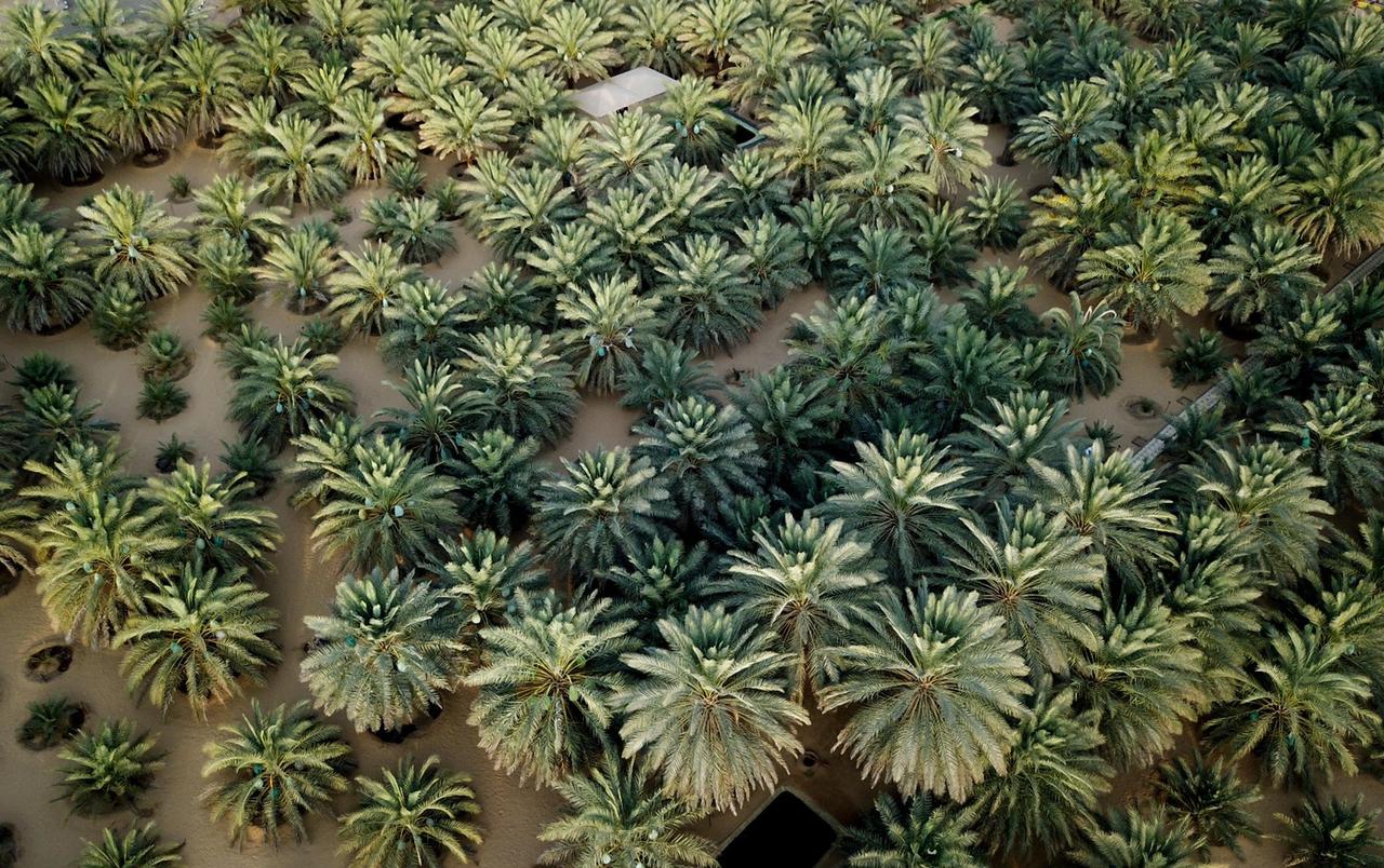 تحت رعاية منصور بن زايد.. مهرجان ليوا للرطب ينطلق 15 يوليو القادم