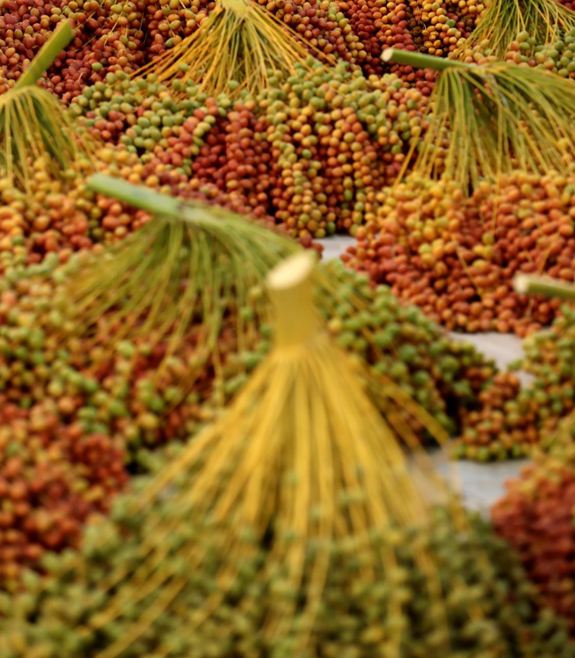 تحت رعاية منصور بن زايد.. مهرجان ليوا للرطب ينطلق 15 يوليو القادم