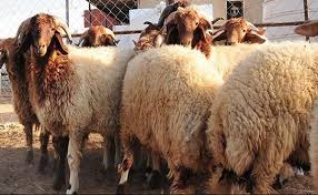 لأمانة تعلن مواقع حظائر بيع الأضاحي