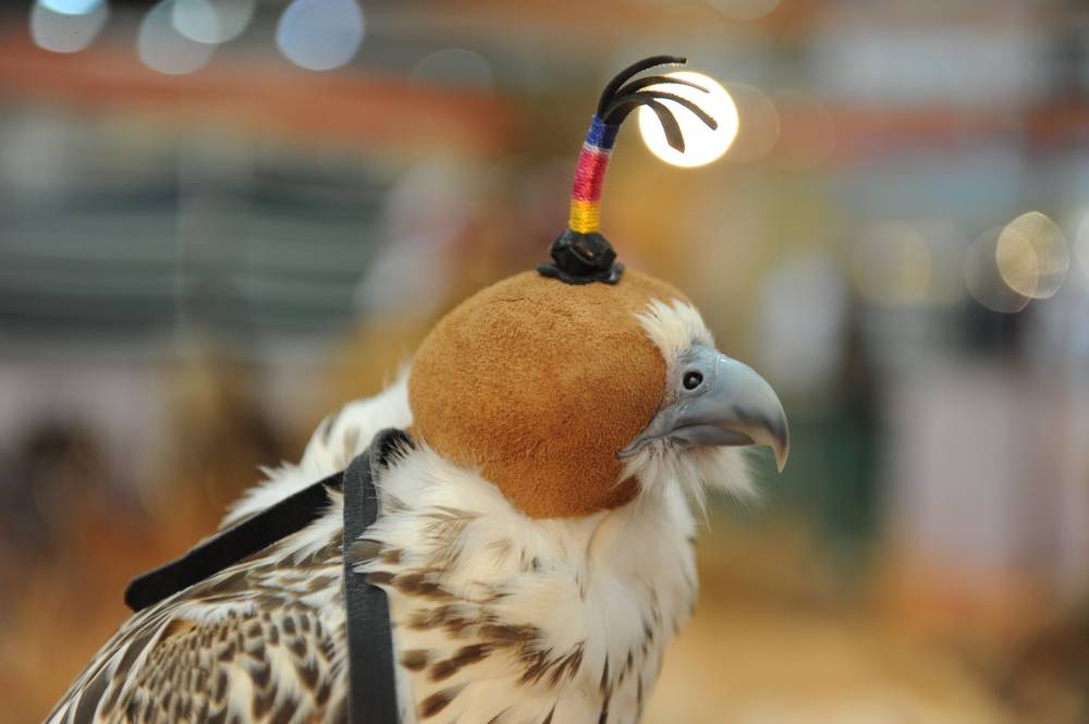 معرض أبوظبي الدولي للصيد والفروسية يستعرض التطورات الحديثة في الصقارة