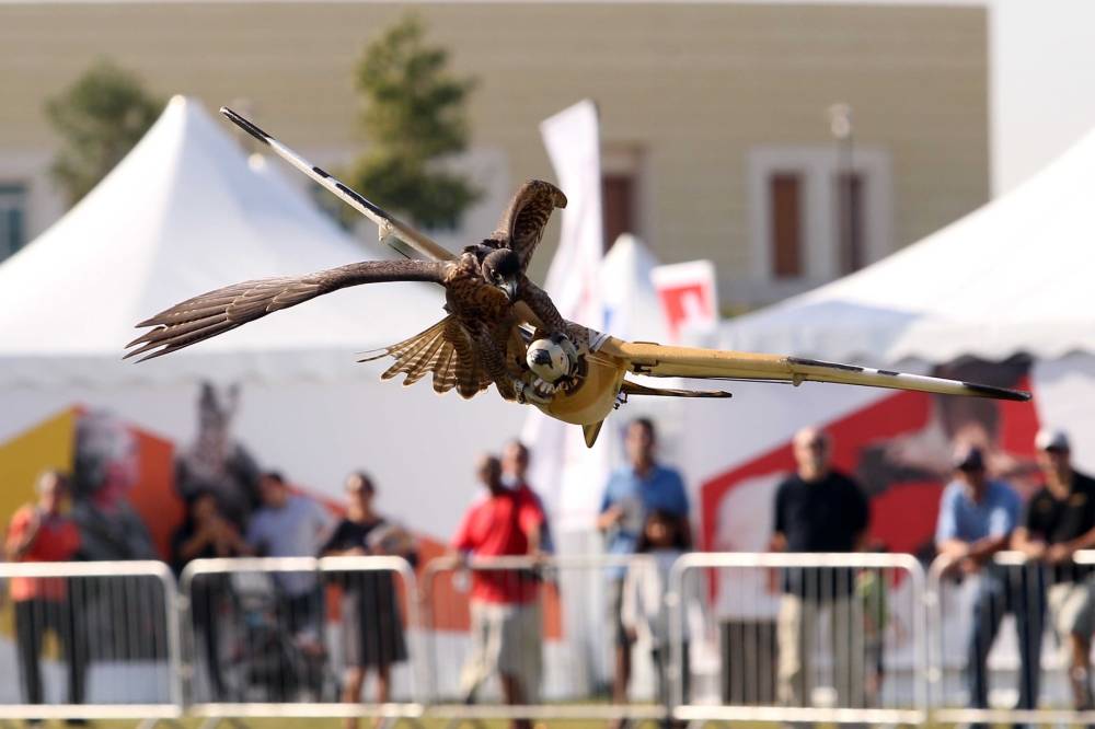 معرض أبوظبي الدولي للصيد والفروسية يستعرض التطورات الحديثة في الصقارة