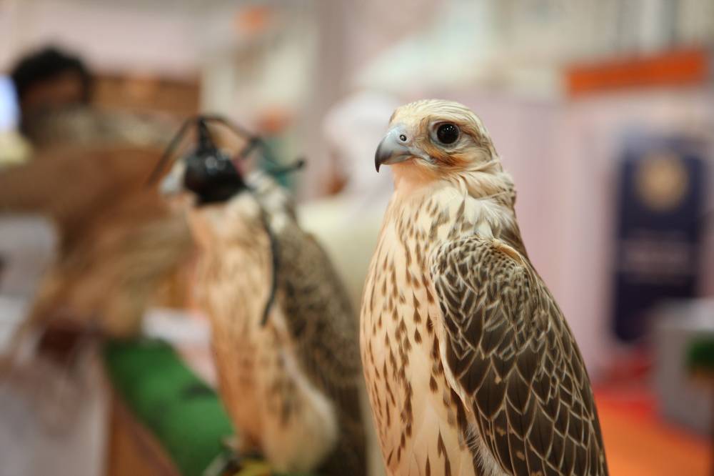 معرض أبوظبي الدولي للصيد والفروسية يستعرض التطورات الحديثة في الصقارة