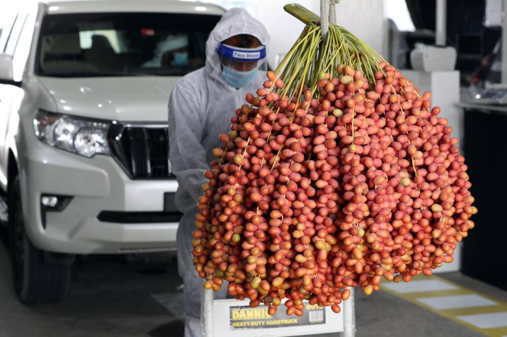  انطلاق مهرجان ليوا للرطب في مدينة ليوا بالظفرة بدون زوار