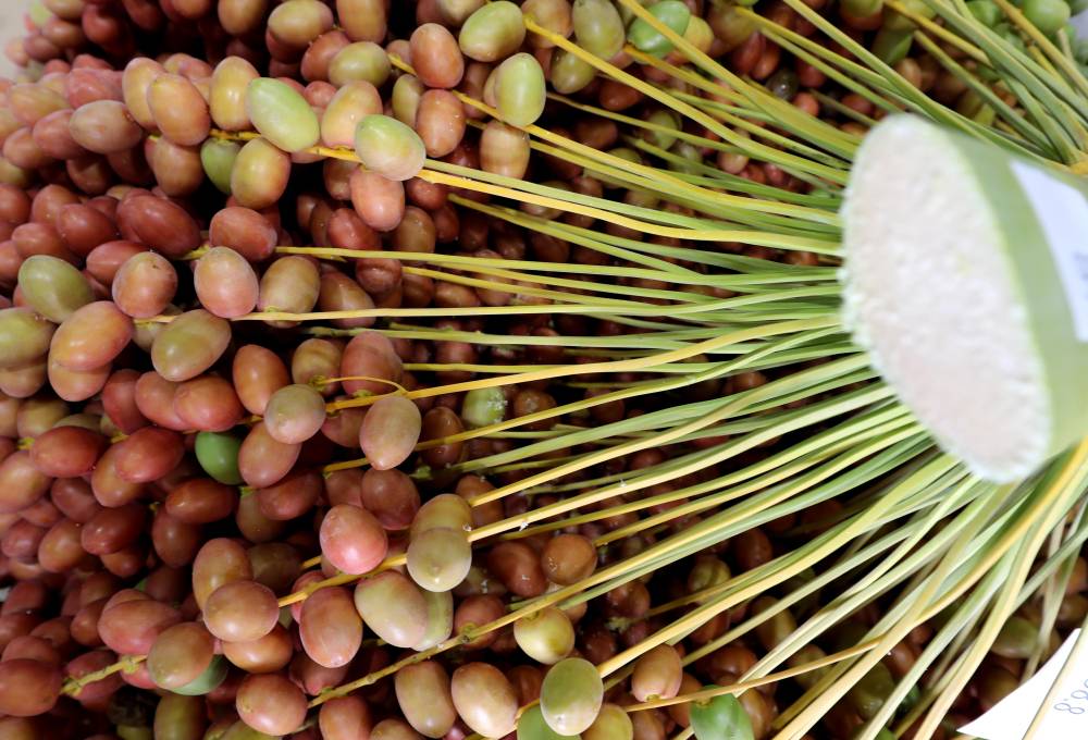  انطلاق مهرجان ليوا للرطب في مدينة ليوا بالظفرة بدون زوار