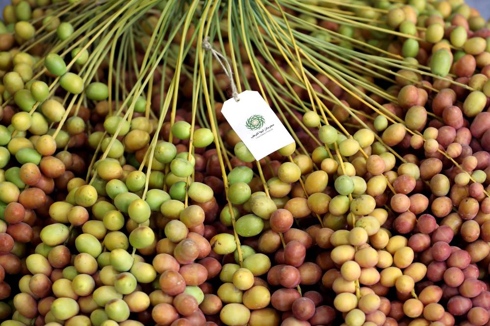  انطلاق مهرجان ليوا للرطب في مدينة ليوا بالظفرة بدون زوار