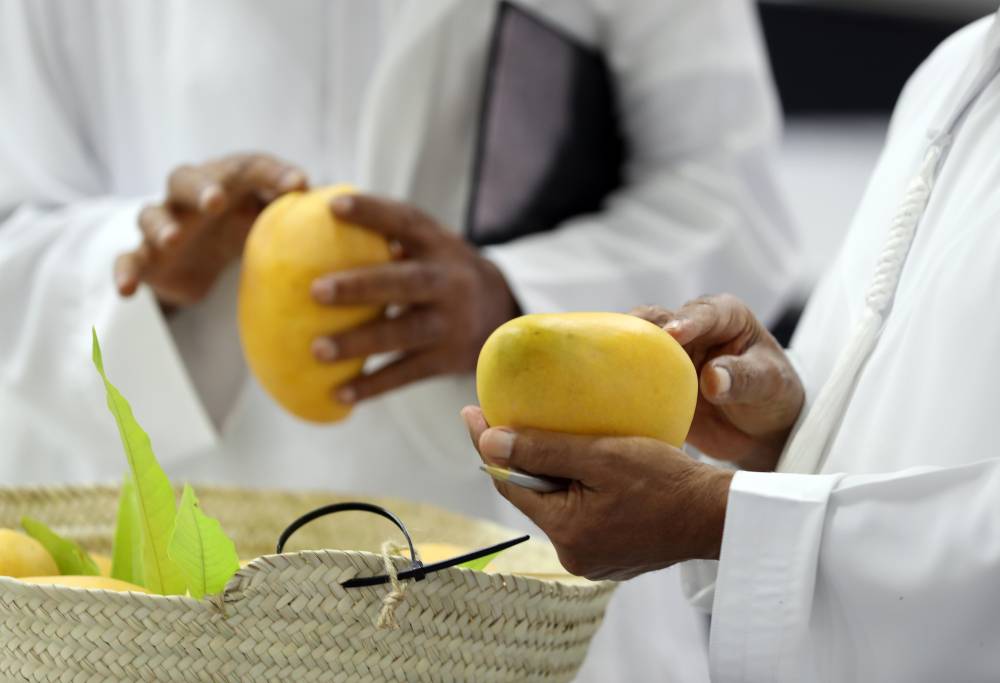 106 كلغ وزن أكبر عذج في مهرجان ليوا للرطب بدورته 17