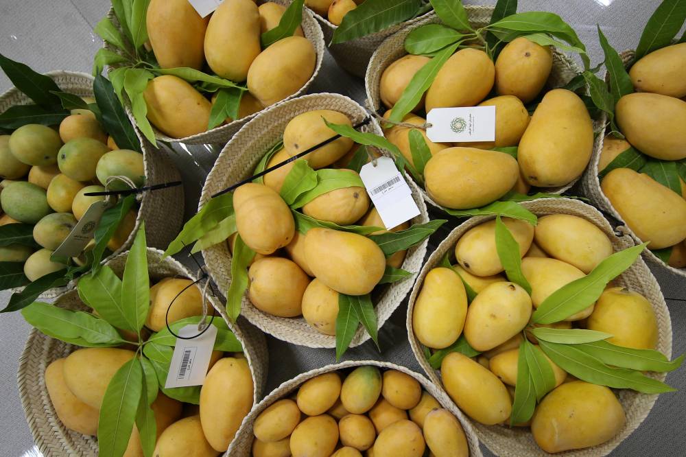 106 كلغ وزن أكبر عذج في مهرجان ليوا للرطب بدورته 17