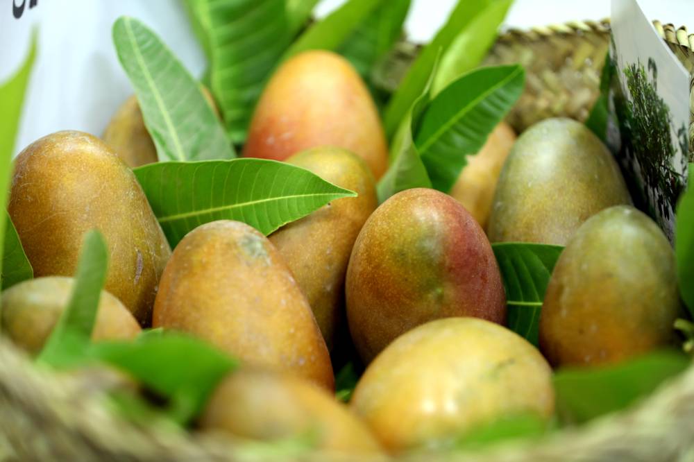 106 كلغ وزن أكبر عذج في مهرجان ليوا للرطب بدورته 17