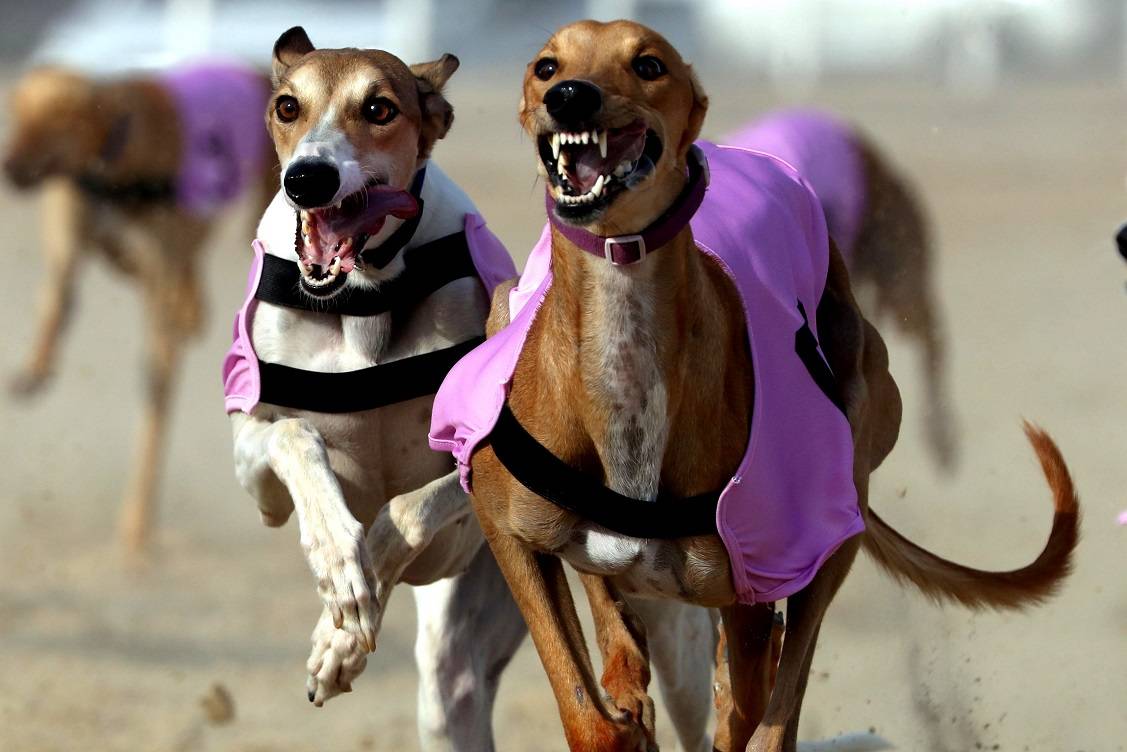  توسیع نطاق مھرجان الظفرة لیتضمن مواقع وفعالیات وجوائز إضافیة