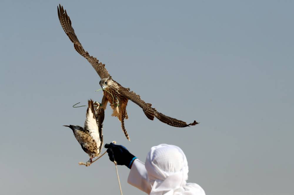  توسیع نطاق مھرجان الظفرة لیتضمن مواقع وفعالیات وجوائز إضافیة