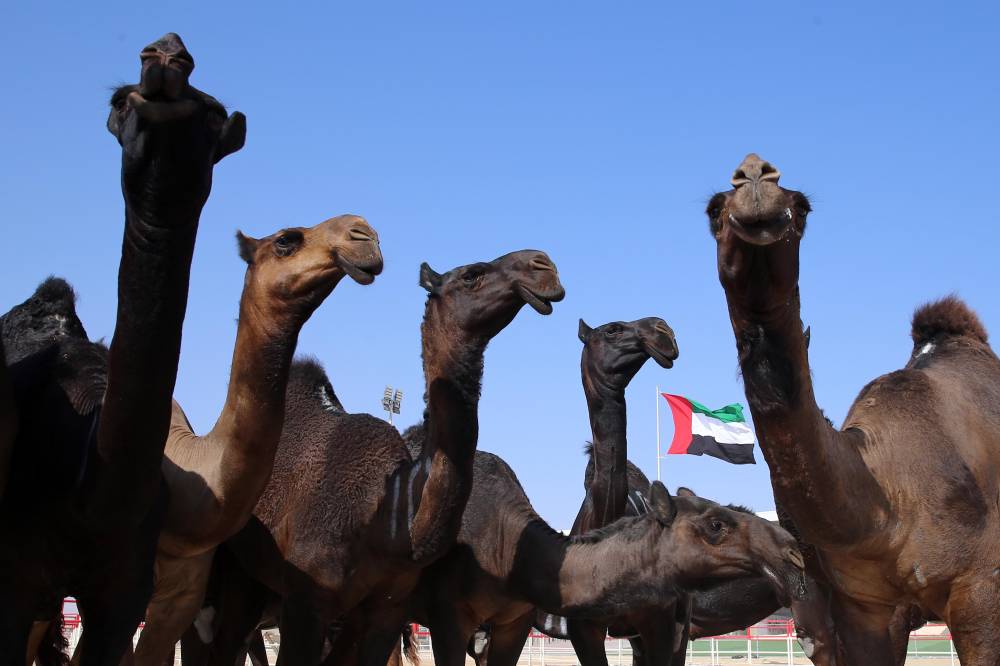  توسیع نطاق مھرجان الظفرة لیتضمن مواقع وفعالیات وجوائز إضافیة