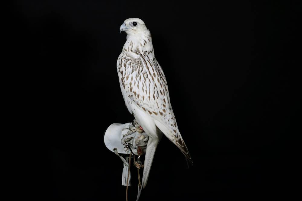  توسیع نطاق مھرجان الظفرة لیتضمن مواقع وفعالیات وجوائز إضافیة