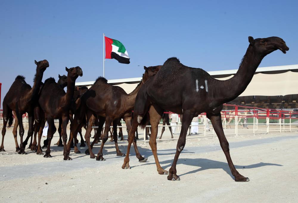  توسیع نطاق مھرجان الظفرة لیتضمن مواقع وفعالیات وجوائز إضافیة