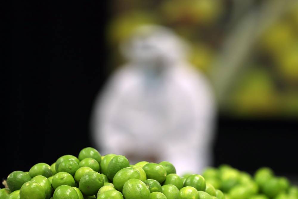 ضمن تغطيات اليوم الثالث من مهرجان ليوا للرطب بدورته 17