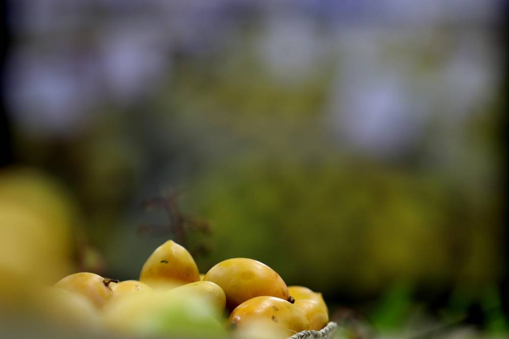 صحة.. خدمات متكاملة لضمان السلامة وجودة التدابير الصحية في مهرجان ليوا للرطب