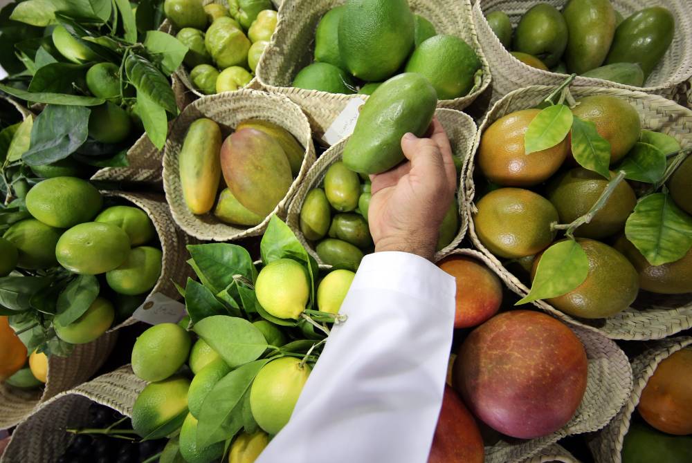 أبوظبي للزراعة والسلامة الغذائية تنظم محاضرات توعوية افتراضية في مهرجان ليوا للرطب