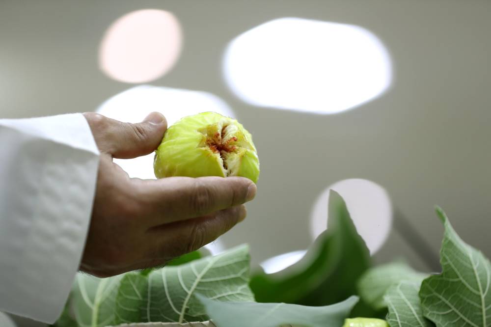 أبوظبي للزراعة والسلامة الغذائية تنظم محاضرات توعوية افتراضية في مهرجان ليوا للرطب