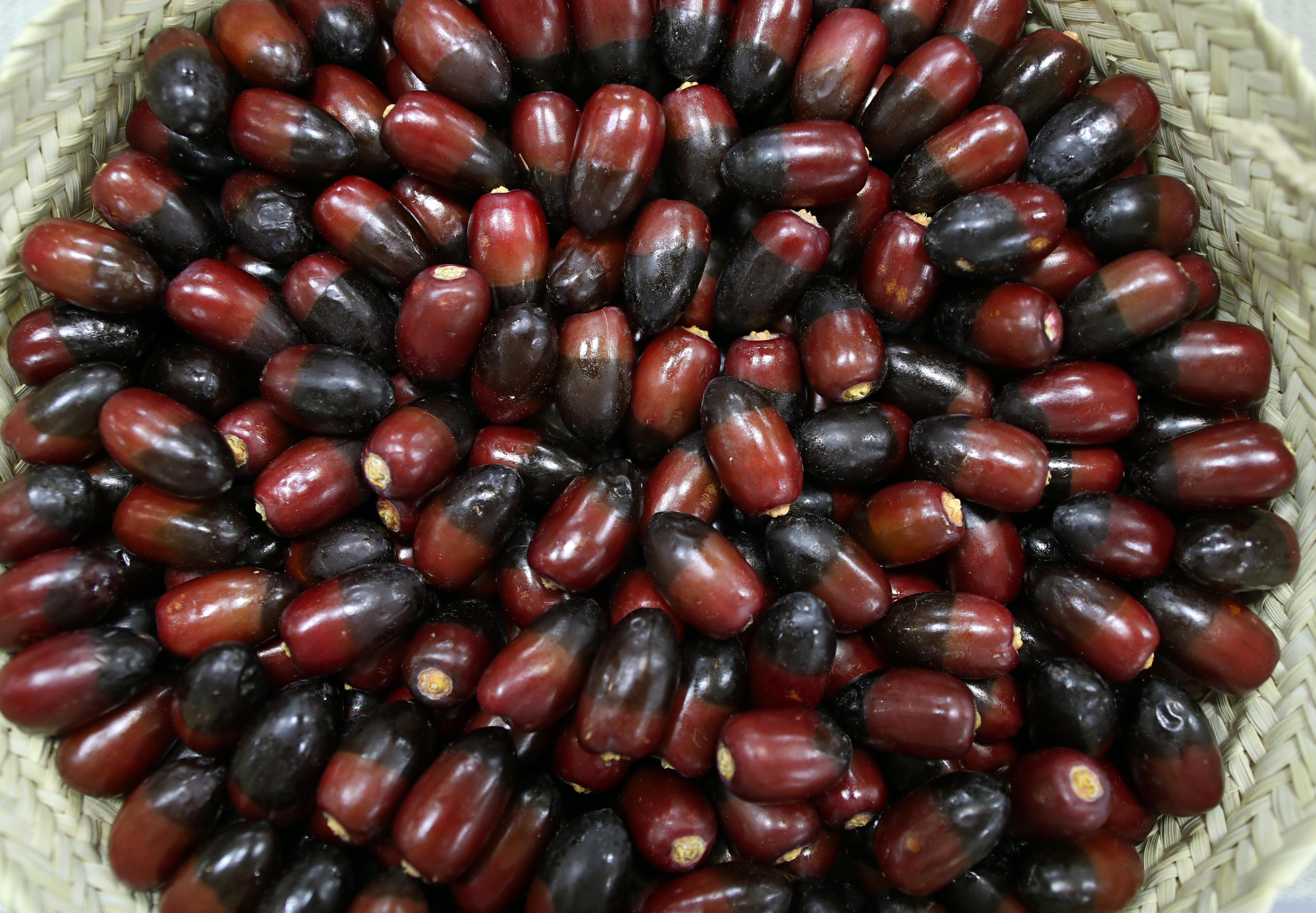 منافسات قوية تشهدها مسابقات رطب الخلاص والفرض في مهرجان ليوا للرطب