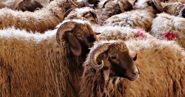 كوادر بلدية الزرقاء تزيل 200 طن من مخلفات الأضاحي