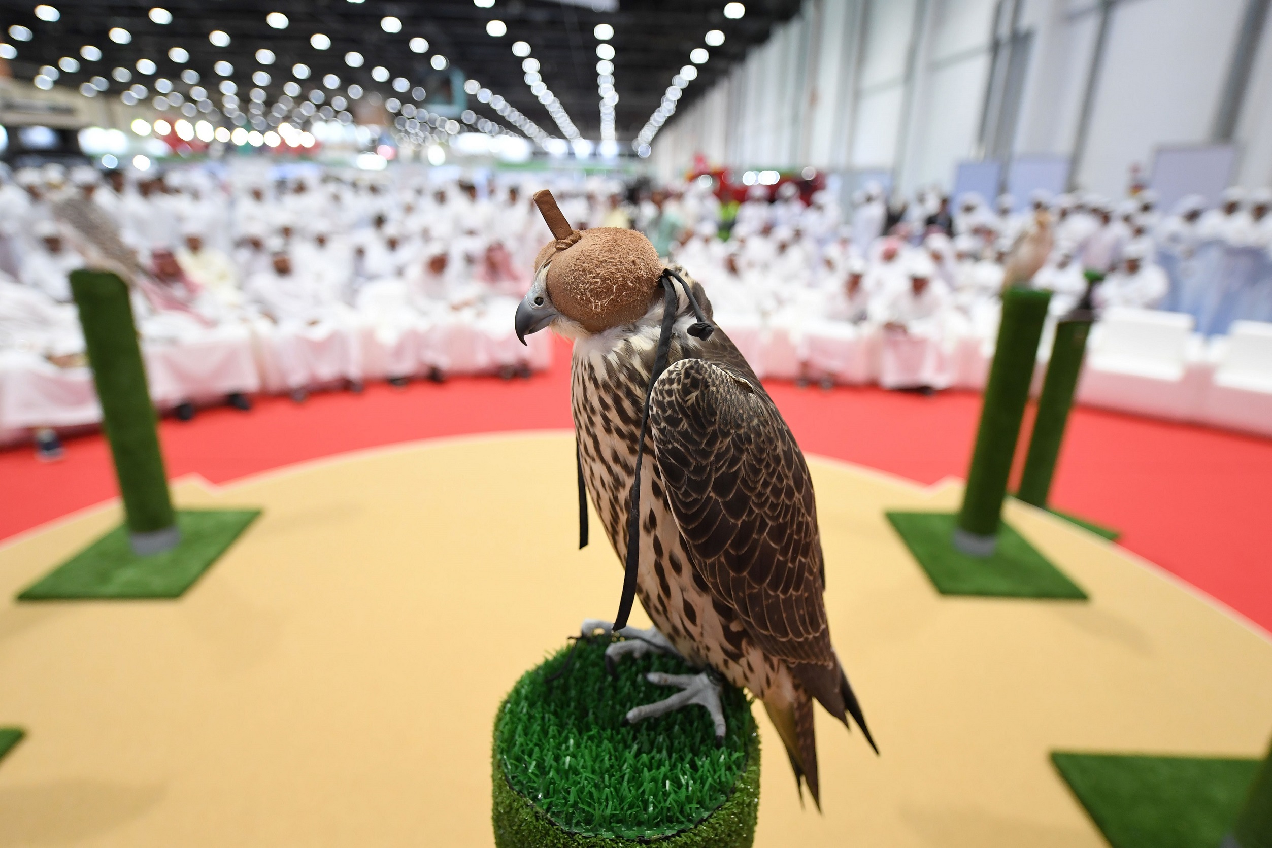 اتفاقية شراكة واعدة بين معرض أبوظبي الدولي للصيد ومهرجان The Game Fair العالمي في الريف البريطاني