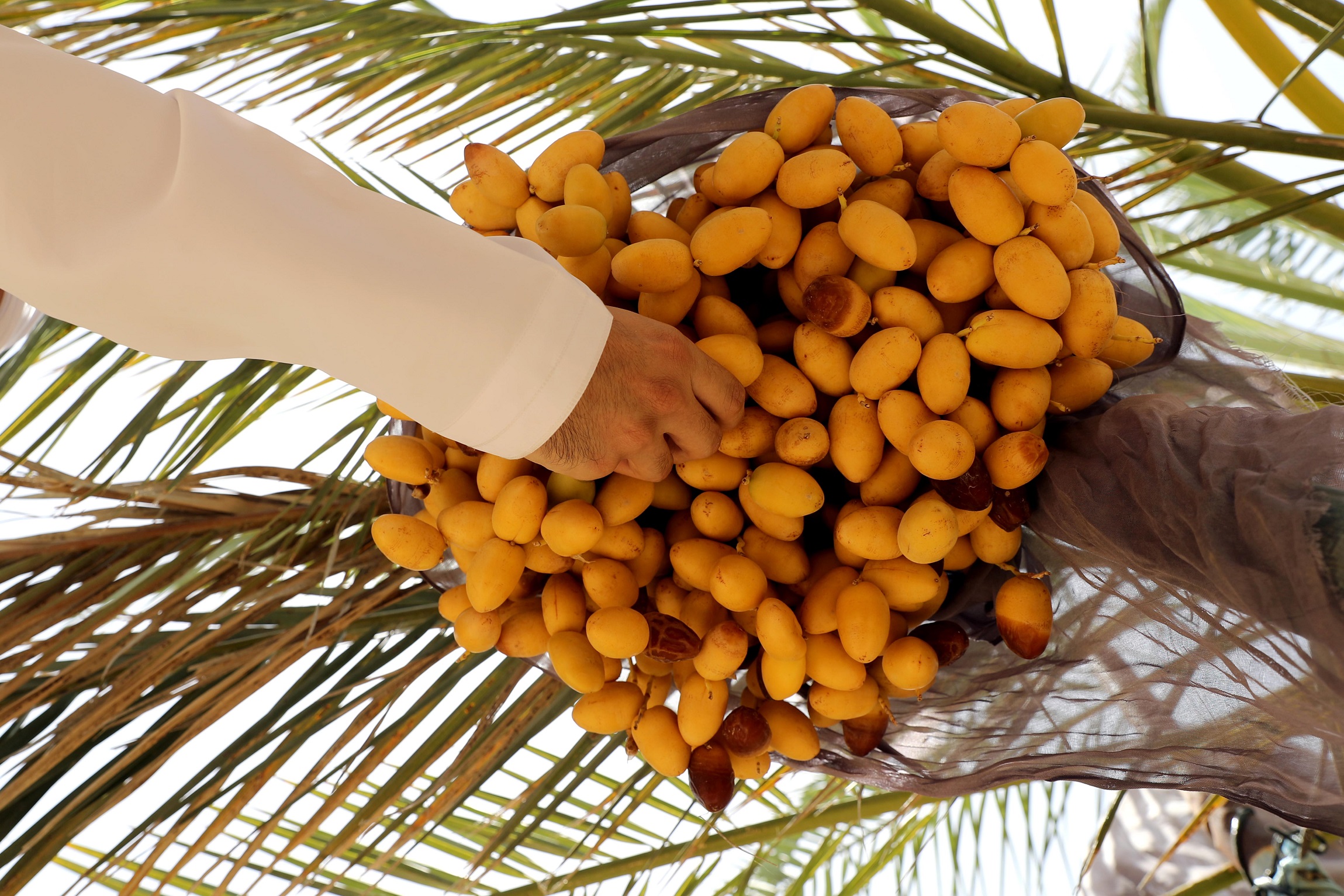 مدير عام بلدية الظفرة.. حريصون على تقديم الدعم اللازم لإنجاح مهرجان ليوا للرطب