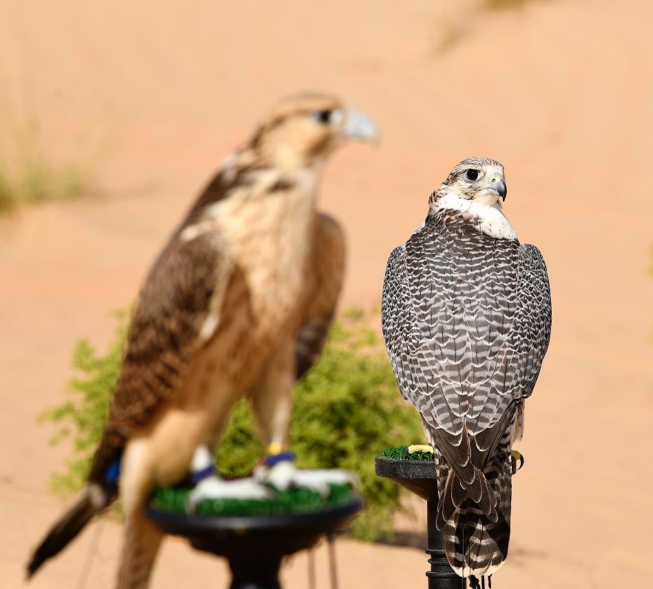 معرض أبوظبي الدولي للصيد يستضيف مؤتمراً علمياً حول مُستقبل رياضة الصيد بالصقور   