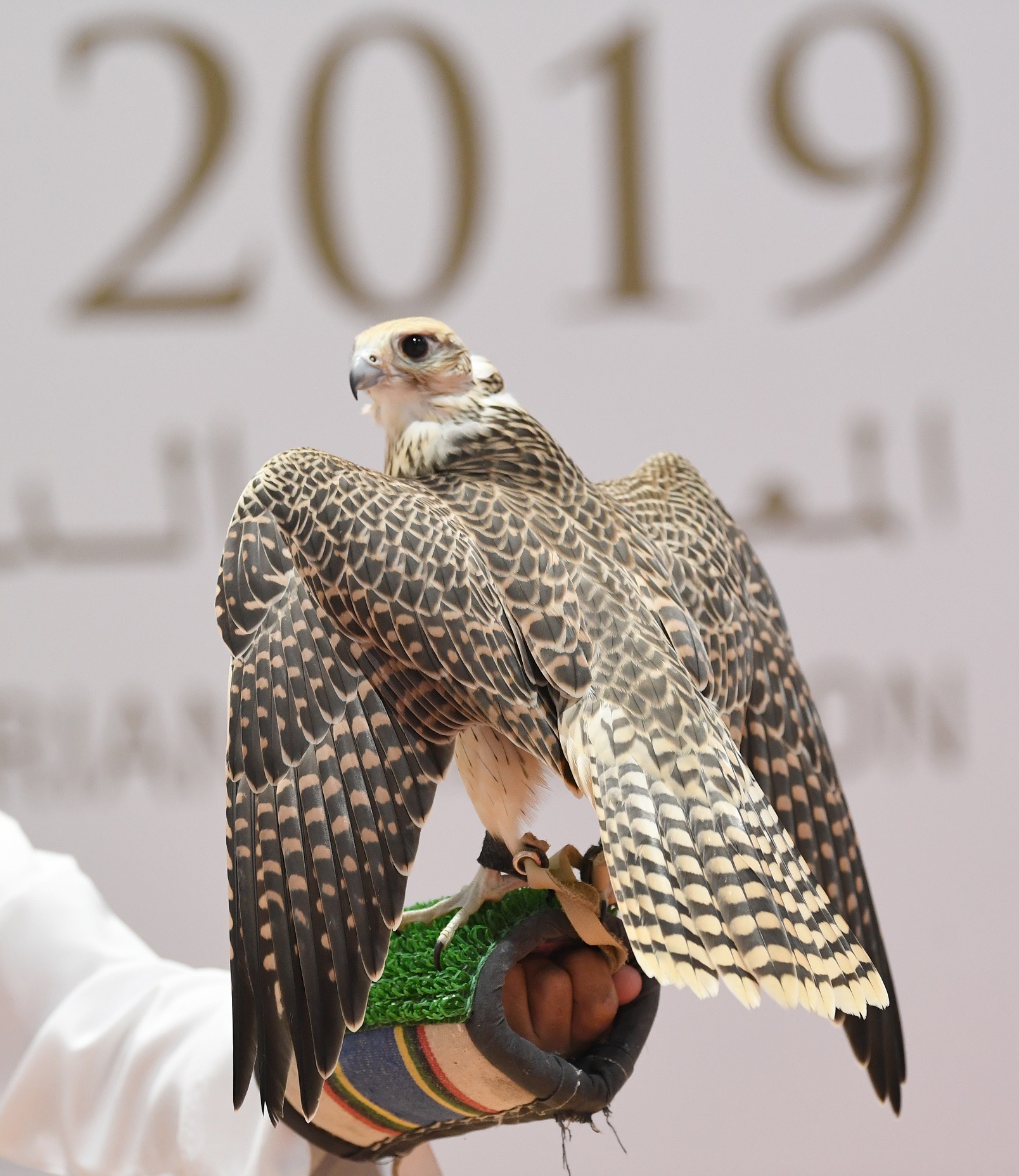 معرض أبوظبي الدولي للصيد يستضيف مؤتمراً علمياً حول مُستقبل رياضة الصيد بالصقور   