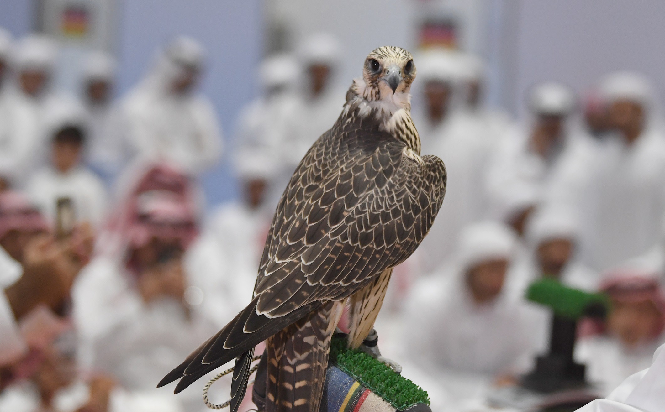 معرض أبوظبي الدولي للصيد يستضيف مؤتمراً علمياً حول مُستقبل رياضة الصيد بالصقور   