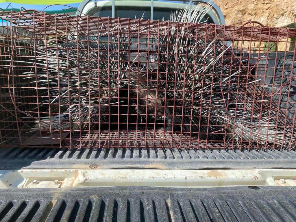 الملكية لحماية تنظم ورشة للقضاة حول تشريعات حماية الحياة البرية