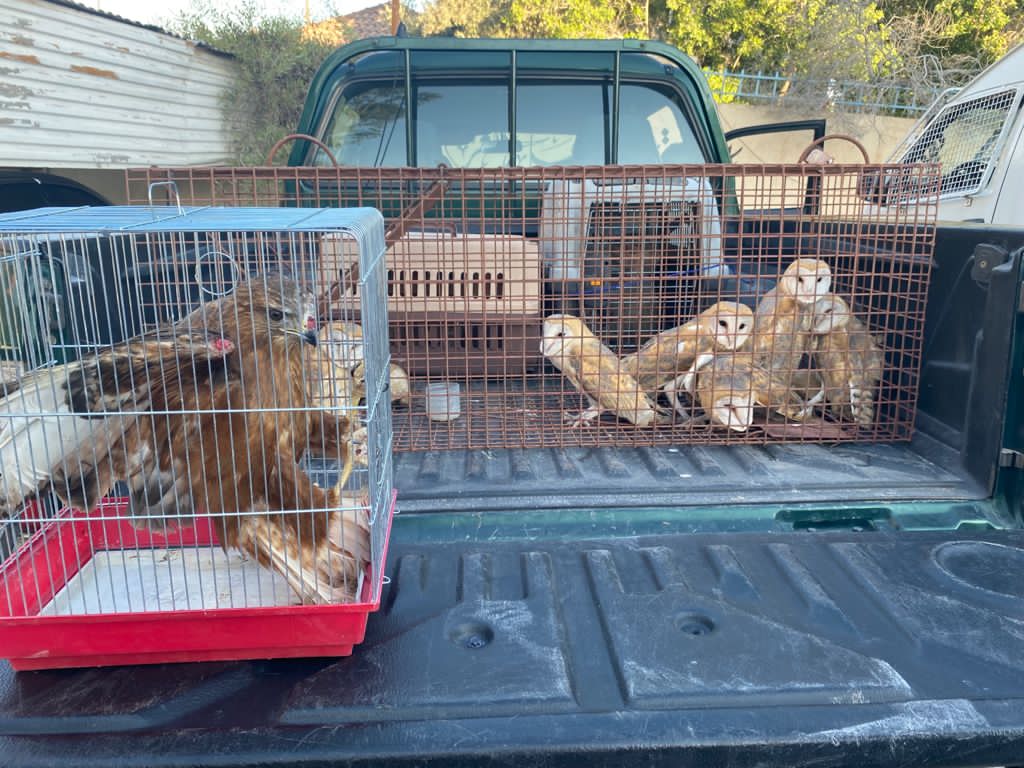 الملكية لحماية تنظم ورشة للقضاة حول تشريعات حماية الحياة البرية