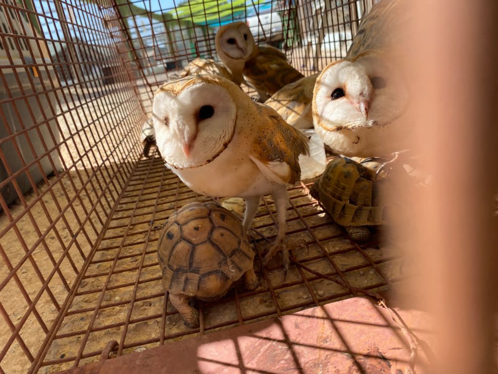 الملكية لحماية تنظم ورشة للقضاة حول تشريعات حماية الحياة البرية