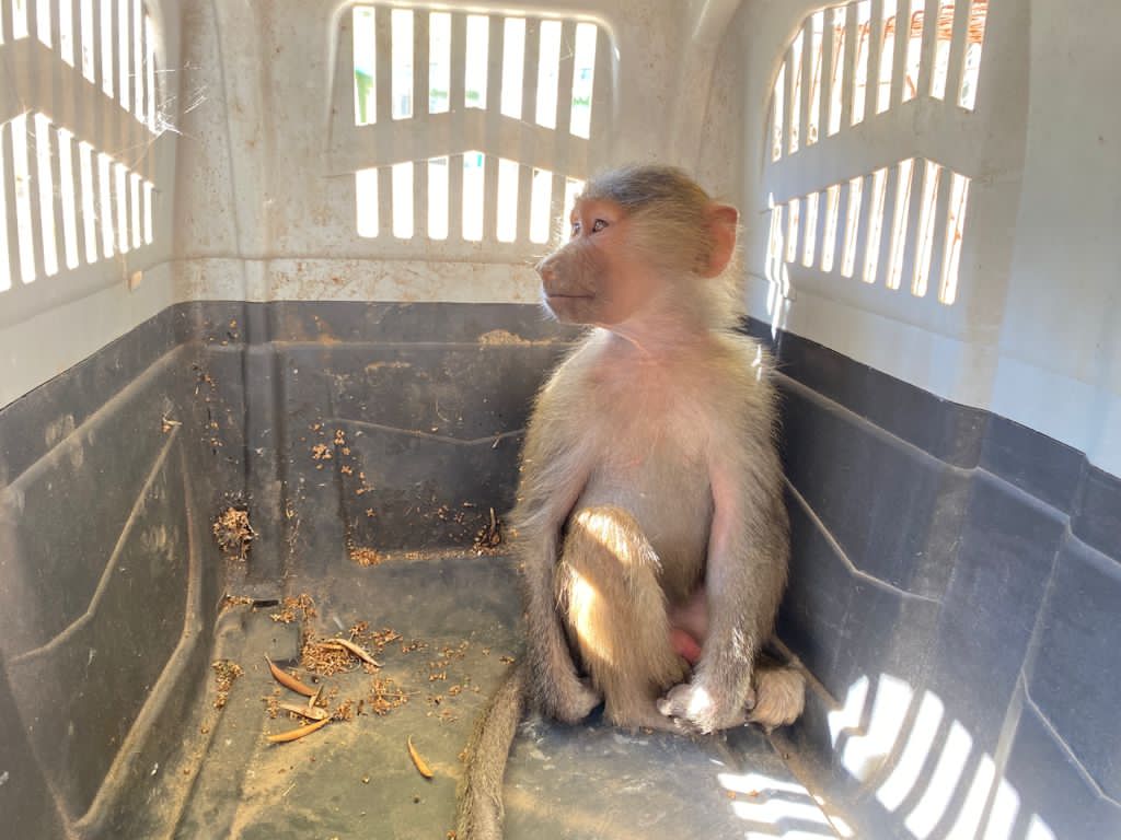 الملكية لحماية تنظم ورشة للقضاة حول تشريعات حماية الحياة البرية