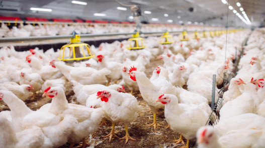 انقطاع التيار الكهربائي ونقص التهوية يؤدي إلى نفوق 1.5 ألف طير دجاج