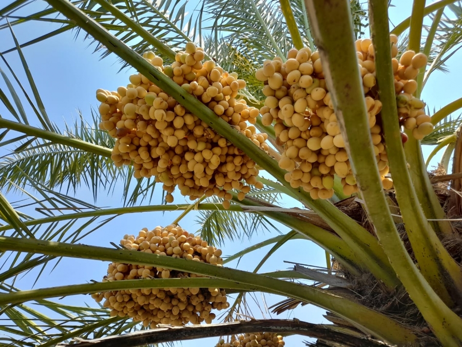 محطة الكرامة للبحوث الزراعية مرجع لأصناف التمور