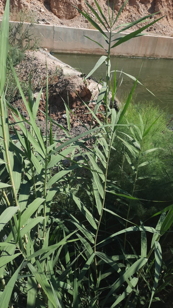 المياه :حملة لازالة اعتداءات في منطقة وادي ابو خشيبة في وادي الاردن